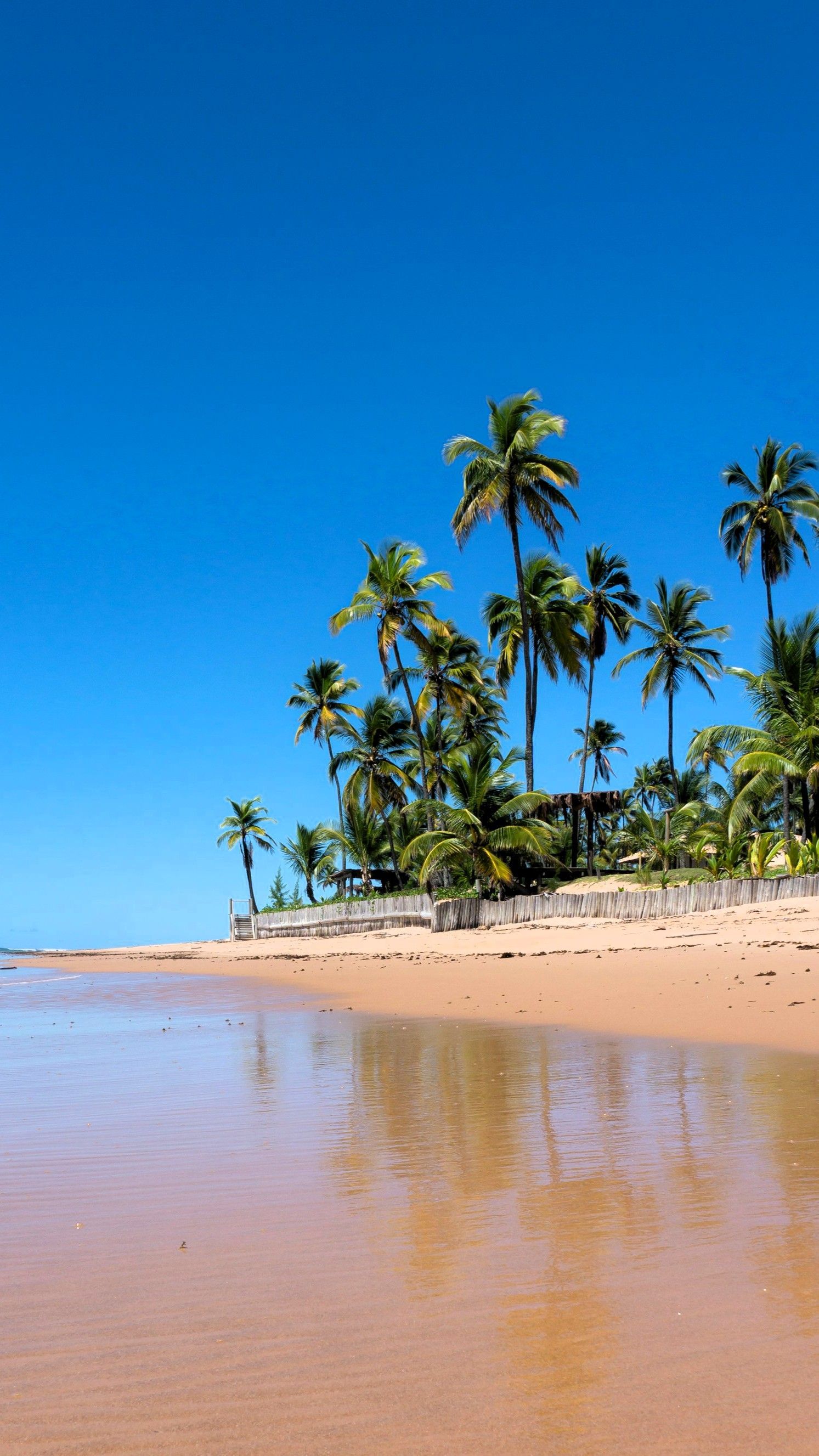 Hohe Palmen wachsen an einem Sandstrand direkt am Meer, ihre Spiegelungen sind auf dem nassen Sand unter einem klaren blauen Himmel sichtbar.