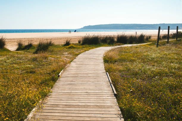 Un paseo marítimo de madera serpentea entre dunas cubiertas de hierba con flores silvestres, conduciendo hacia una playa de arena con el océano de fondo.