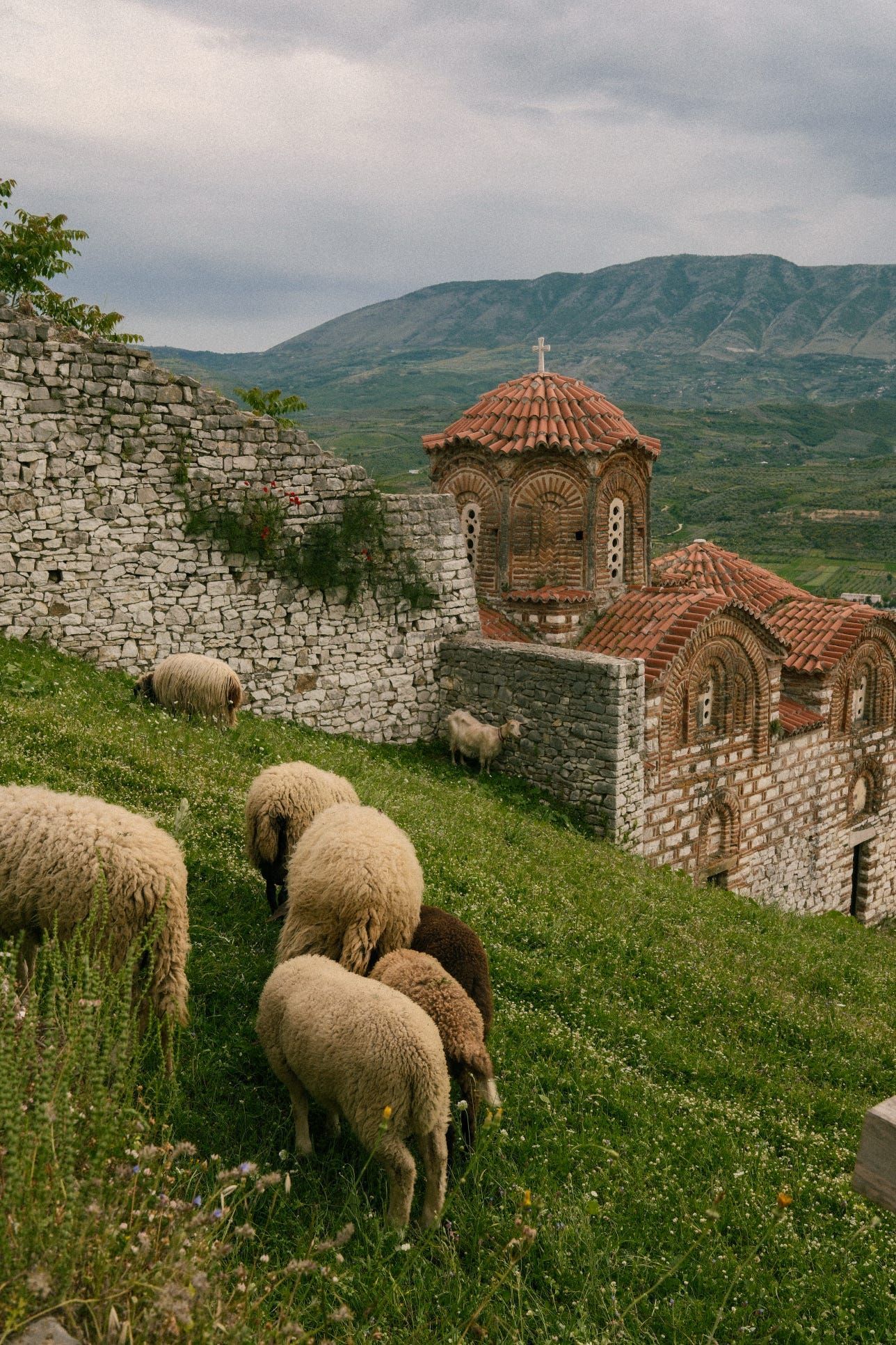 Un troupeau de moutons paît sur une colline verdoyante devant une église en pierre aux toits de tuiles rouges et des montagnes lointaines.