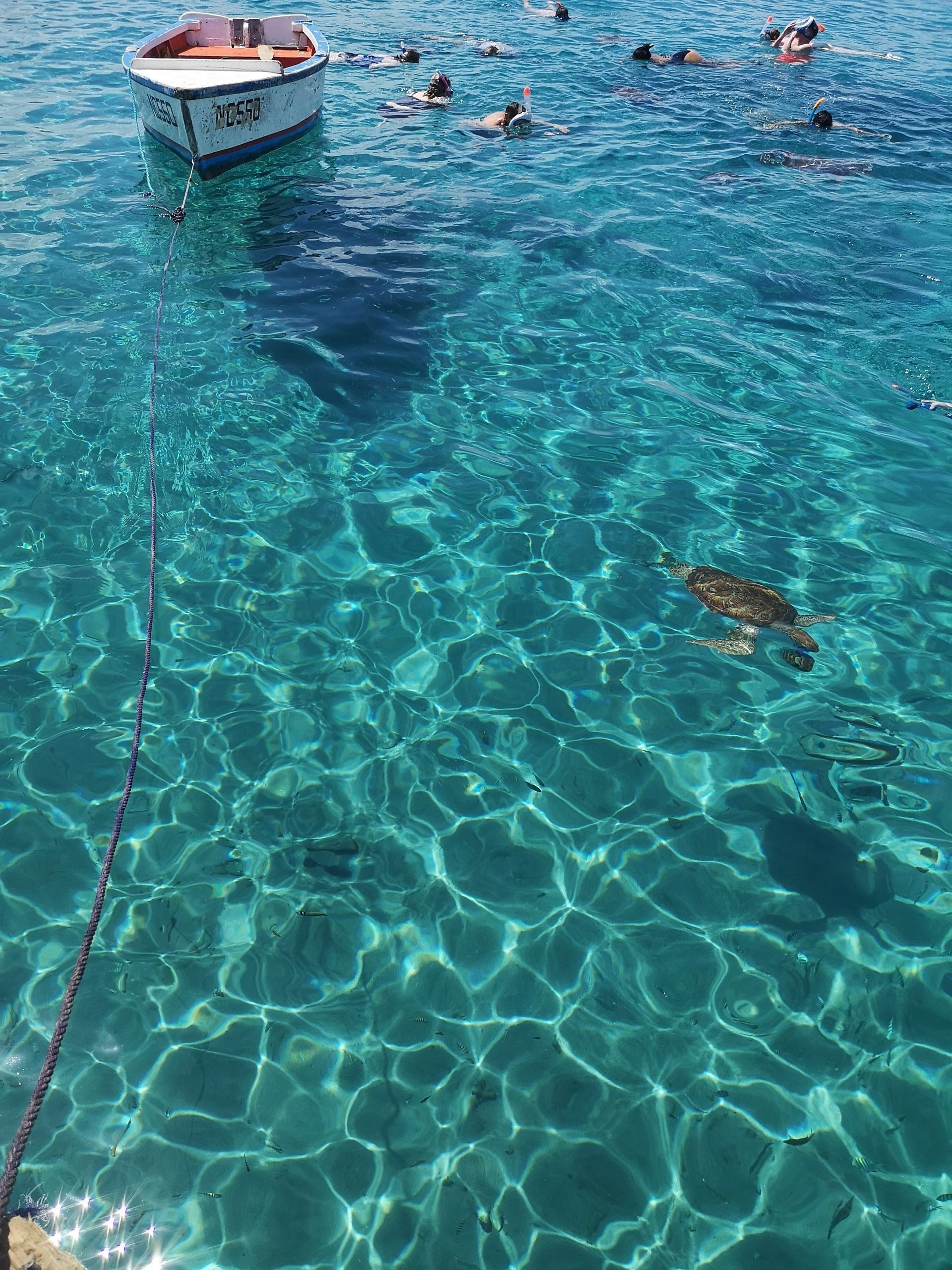 Un viaggio di gruppo WeRoad per snorkeling in acque cristalline e turchesi, con una tartaruga marina che nuota nelle vicinanze e una piccola barca ormeggiata sullo sfondo.