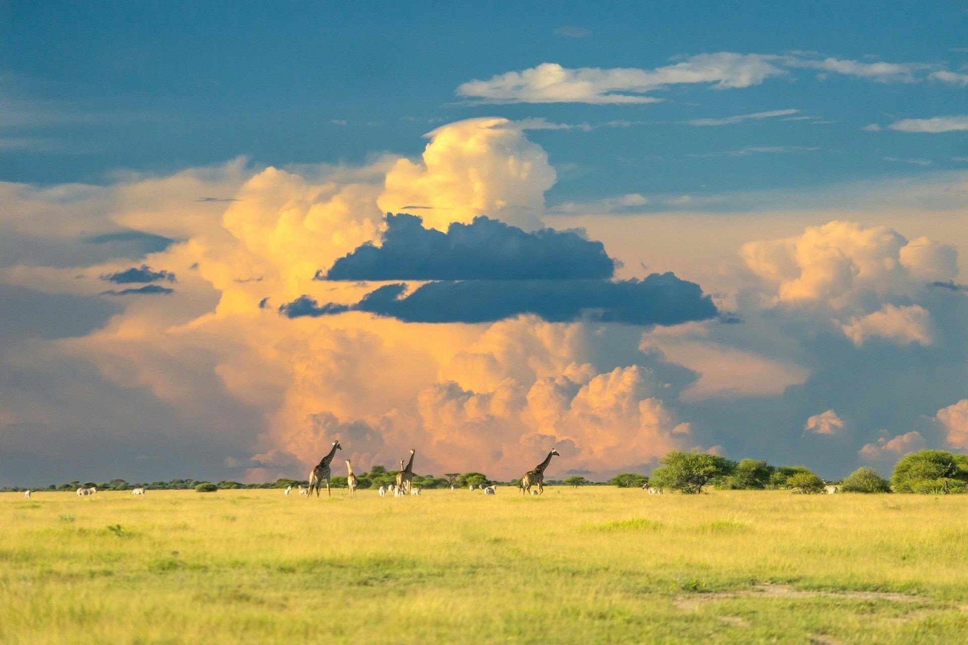 Mehrere Giraffen und andere Wildtiere stehen in einer weiten, grasbewachsenen Savanne unter blauem Himmel mit großen, goldenen Wolken.