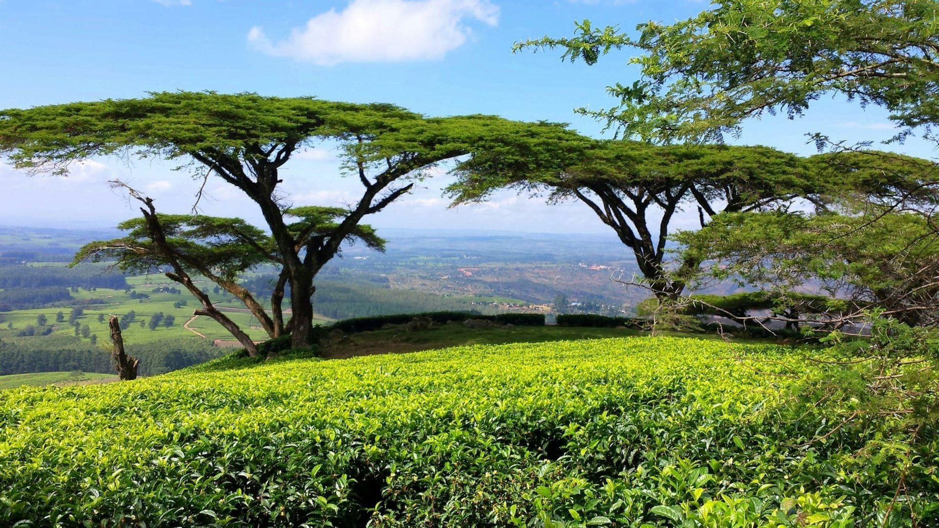 Two large acacia trees stand on a hill above a lush green tea plantation, overlooking a distant valley under a blue sky.