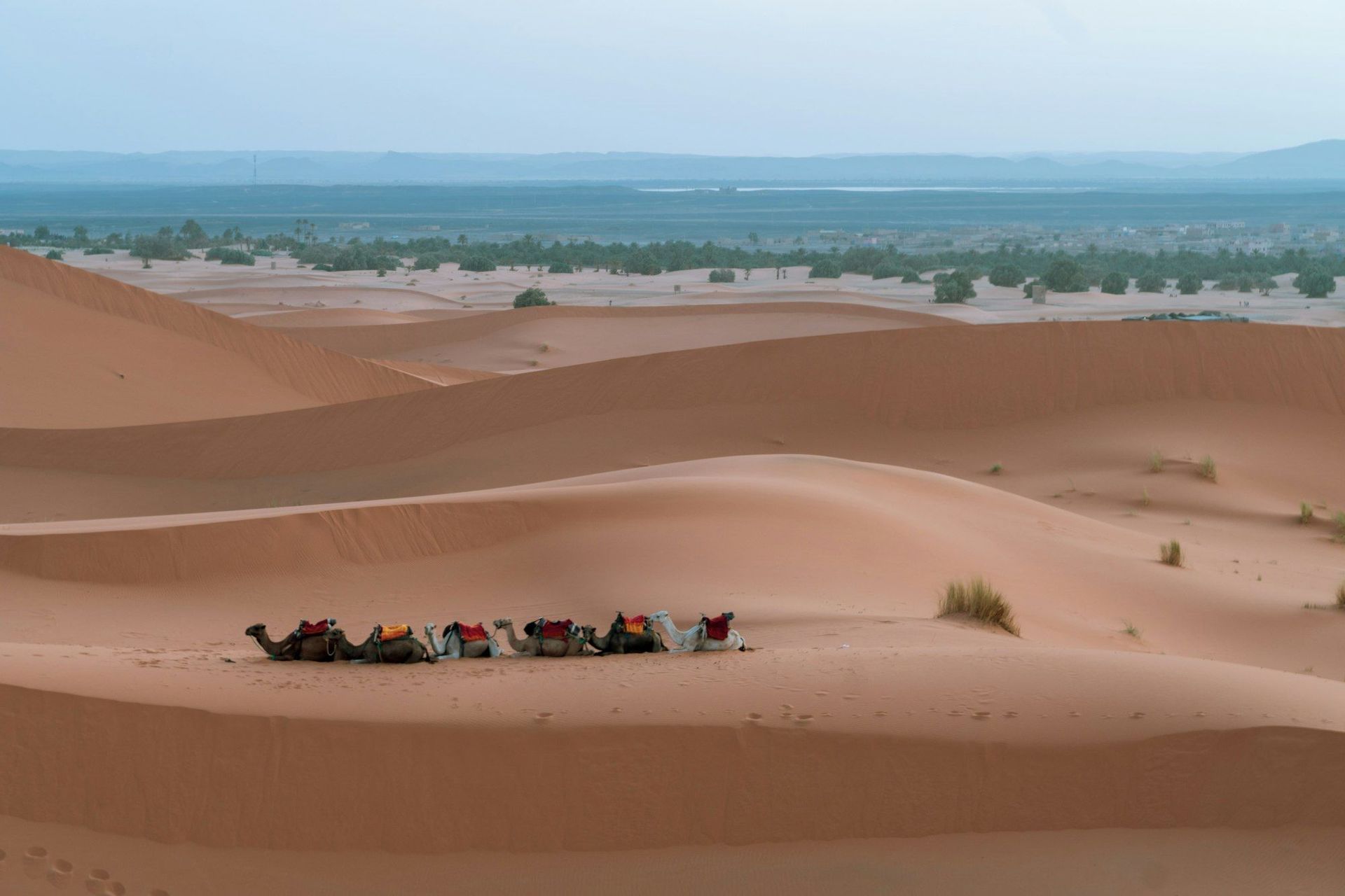 Una caravana de camellos ensillados descansa sobre vastas dunas de arena naranja, con un oasis verde distante visible en el horizonte.