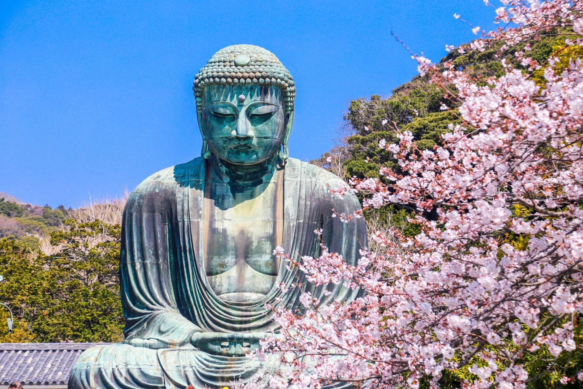 Una grande statua di bronzo di un Buddha seduto è posizionata accanto a rami di ciliegio rosa in fiore sotto un cielo azzurro limpido.