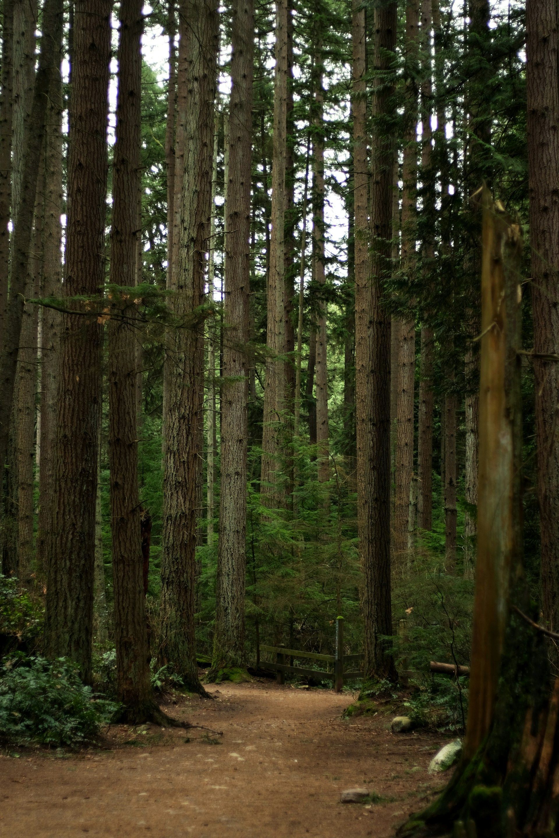 Un sentiero sterrato si snoda attraverso una fitta foresta di pini alti e dritti.