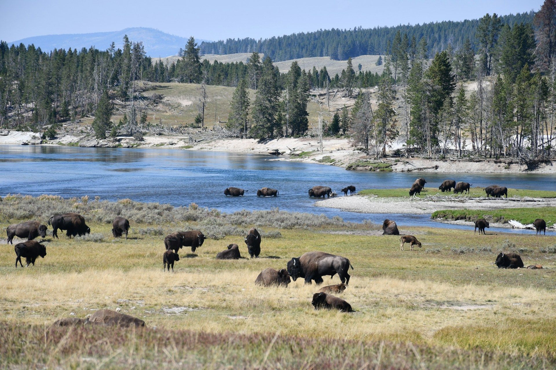 Una mandria di bisonti pascola su una sponda erbosa del fiume e guada nell'acqua, con una pineta in lontananza.