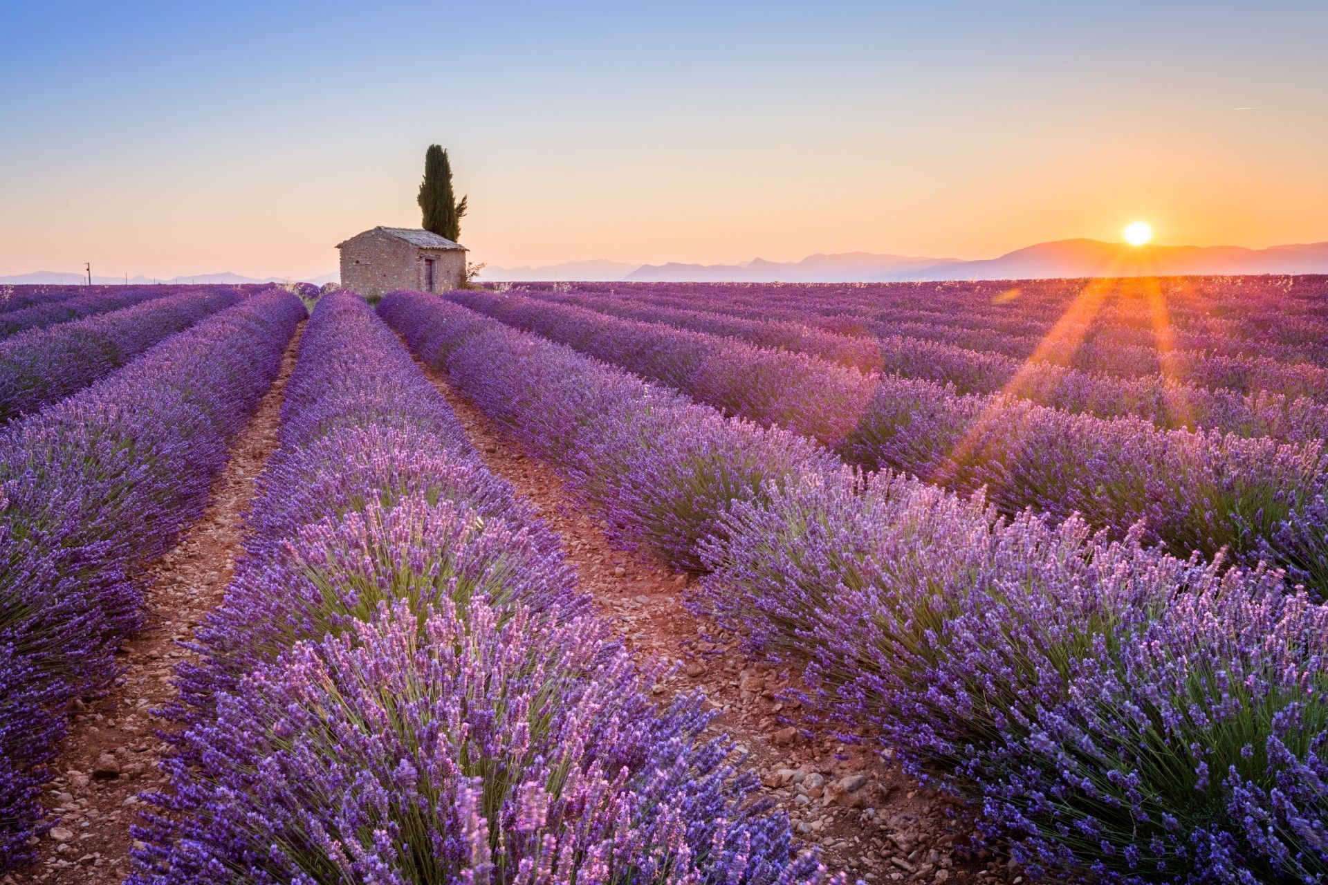 Rows of purple lavender in a field with a small stone house, as the sun sets over distant mountains.