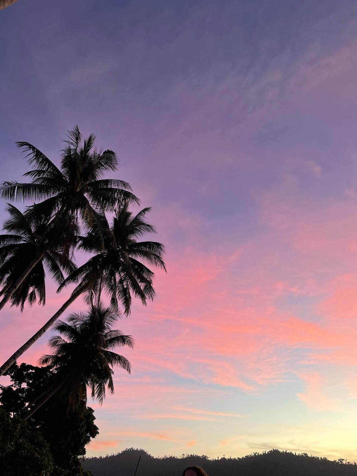 Sagome di diverse alte palme si stagliano contro un cielo colorato con sfumature di viola e rosa al tramonto.
