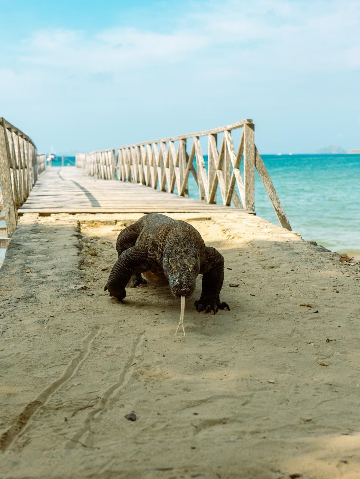 Un drago di Komodo si avvicina alla telecamera con la lingua biforcuta su una spiaggia sabbiosa vicino a un molo di legno.