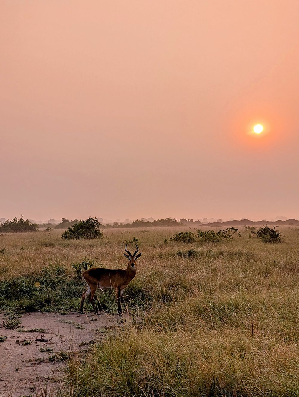 Un'antilope cornuta si staglia in una savana erbosa al tramonto, con il sole che splende attraverso un cielo rosa e velato.