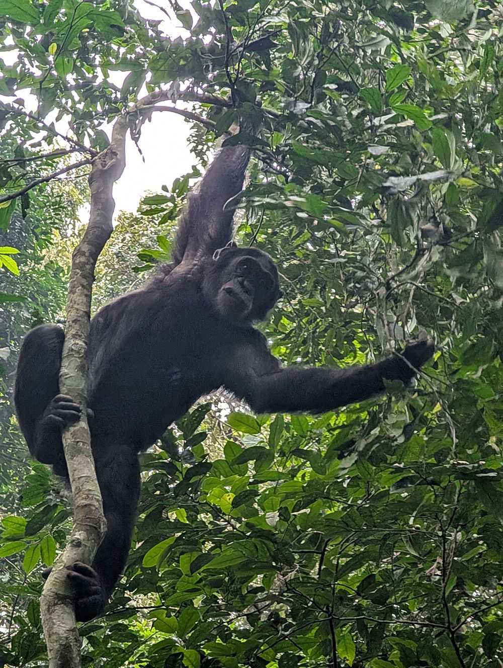 Un chimpancé negro cuelga de la rama de un árbol en una densa jungla verde, mirando hacia la cámara.