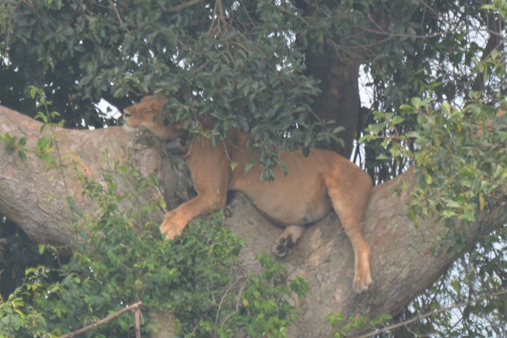 Una leonessa che dorme profondamente su un grosso ramo d'albero, parzialmente nascosta tra le foglie verdi della chioma.