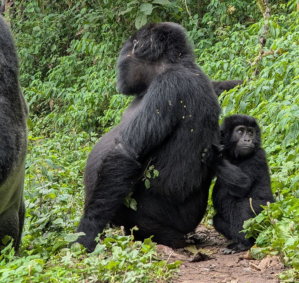 Un cucciolo di gorilla siede accanto a un gorilla adulto, aggrappato alla sua schiena, tra una fitta vegetazione verde in una foresta.