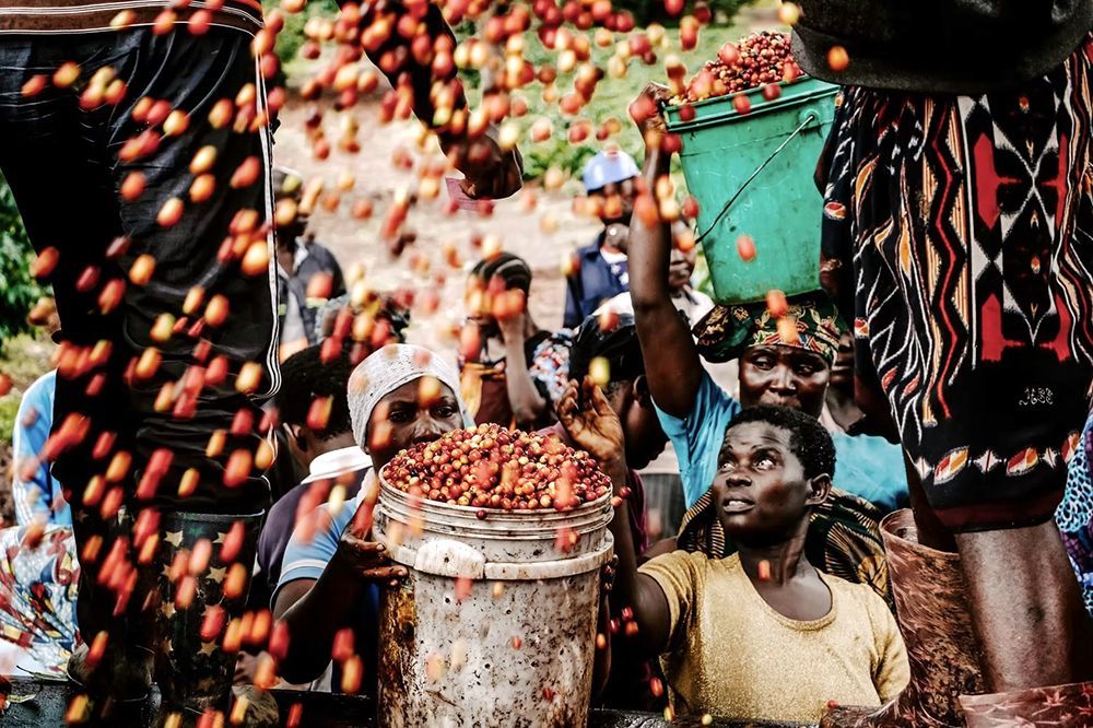 Un gruppo di lavoratori raccoglie le ciliegie di caffè, con le bacche rosse che cadono in grandi secchi tenuti da diverse donne.