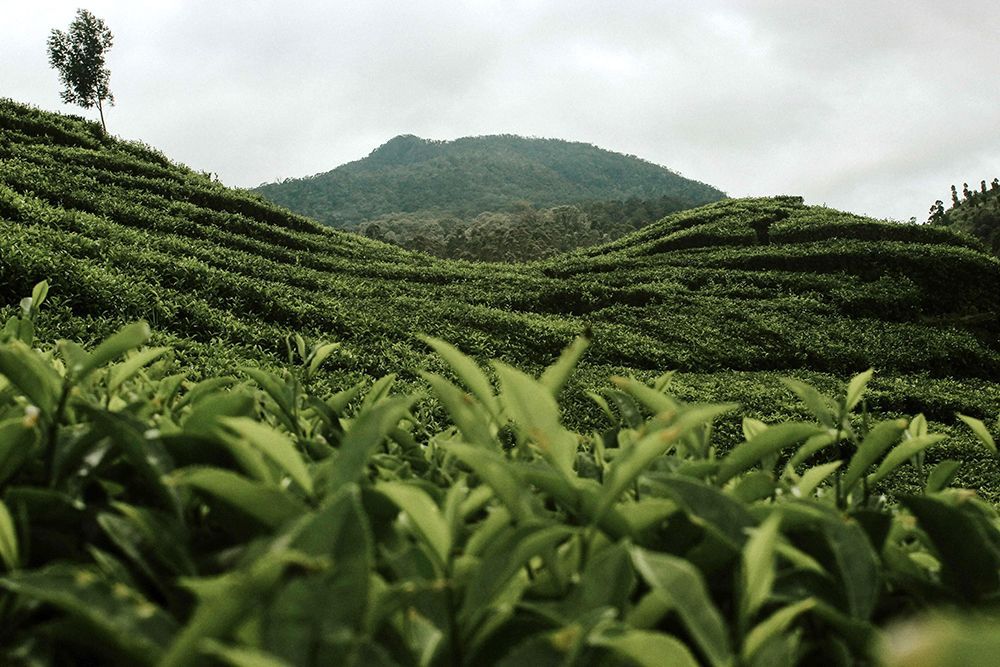 Un primo piano di foglie di tè verde con una vasta piantagione di tè a terrazze che copre dolci colline sotto un cielo nuvoloso.