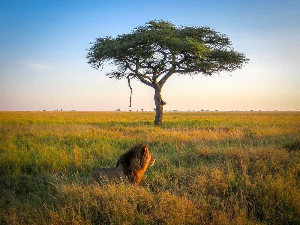 Un leone maschio con una criniera scura è seduto nell'erba alta e dorata di una savana accanto a un albero di acacia solitario al tramonto.