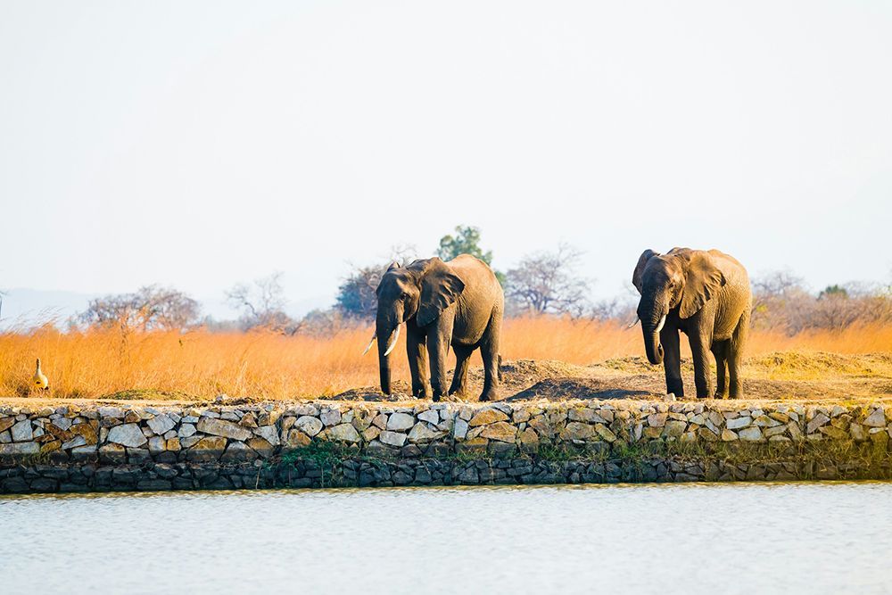Due elefanti si ergono su una riva rivestita di pietre vicino all'acqua in una savana con erba alta, secca e arancione.