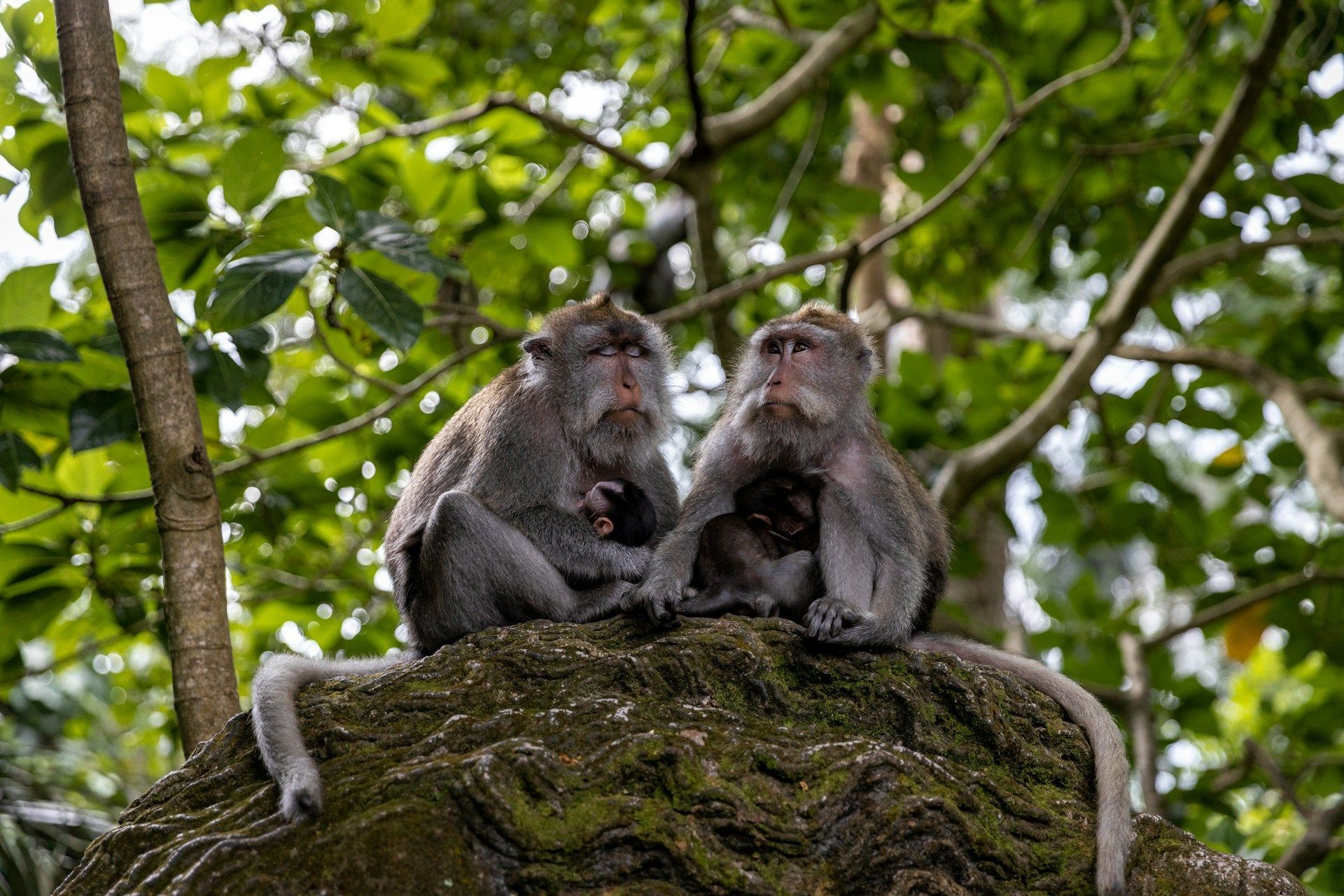 Due scimmie adulte siedono fianco a fianco su una roccia muschiosa, ognuna che culla un cucciolo di scimmia, con uno sfondo di foglie verdi della foresta.