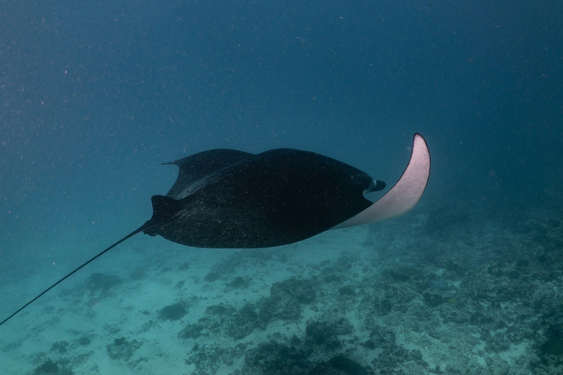 Una grande manta nera nuota in acqua cristallina sopra un fondale oceanico roccioso e sabbioso.
