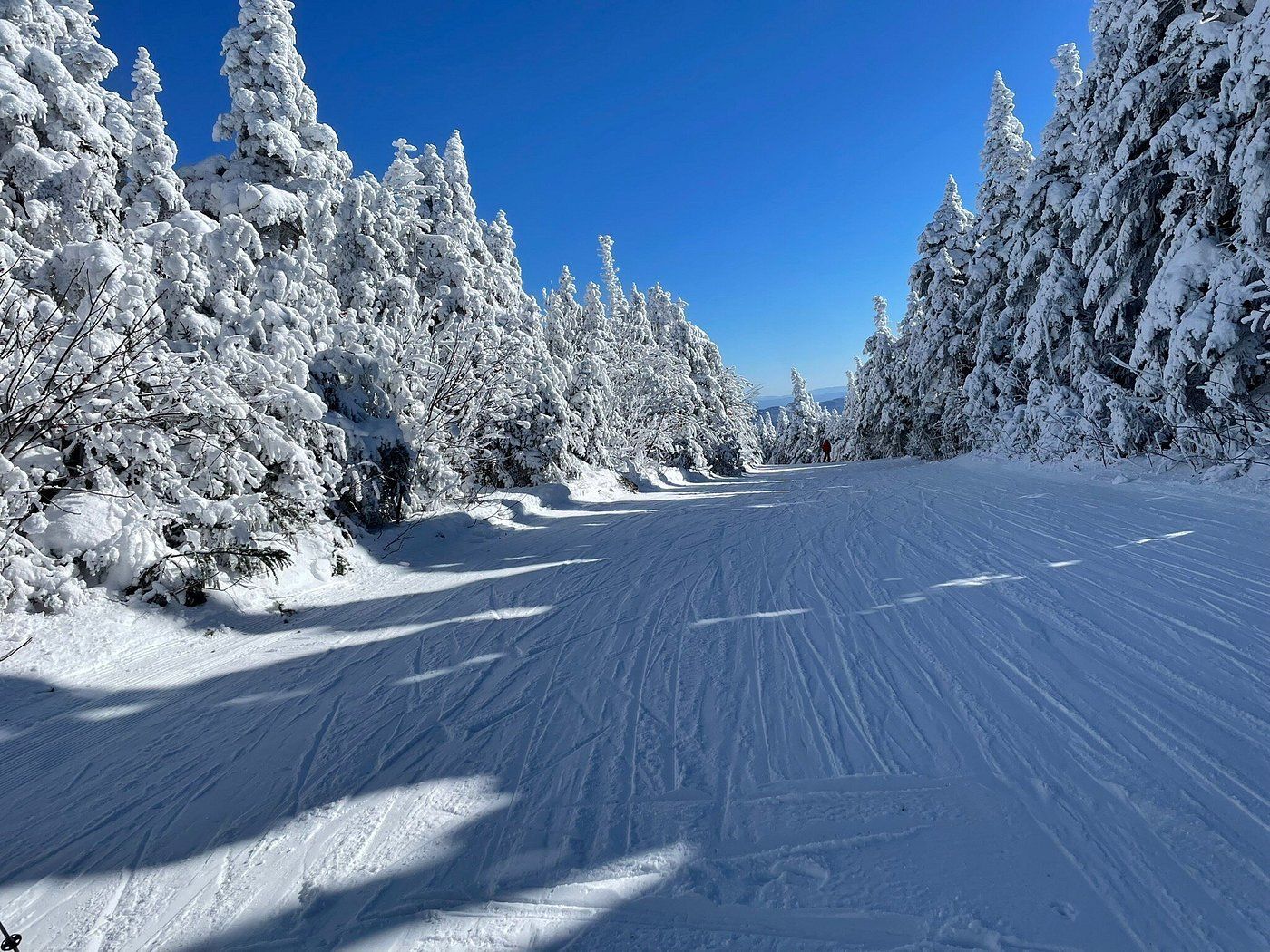 Un'ampia pista da sci coperta di neve fresca, affiancata da pini innevati sotto un cielo azzurro e limpido.