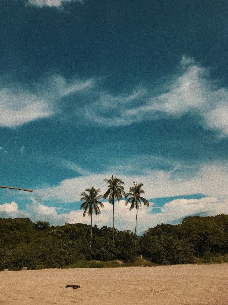 Tre alte palme si ergono su una spiaggia sabbiosa davanti a una rigogliosa foresta verde sotto un vasto cielo blu.