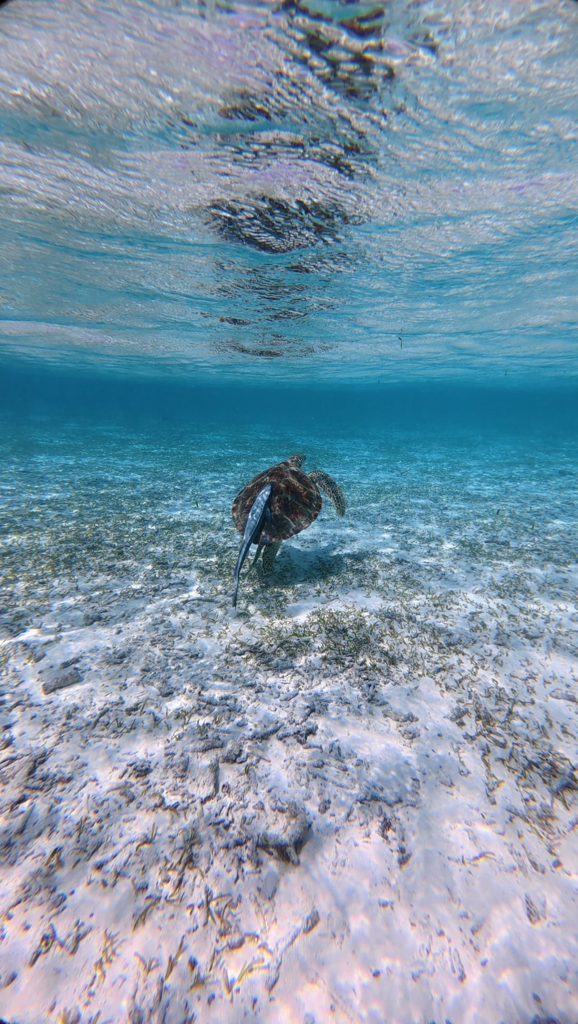 Unterwasseraufnahme einer Meeresschildkröte mit einem Remorafisch auf dem Rücken, der in klarem, türkisfarbenem Wasser über sandigem Grund schwimmt.
