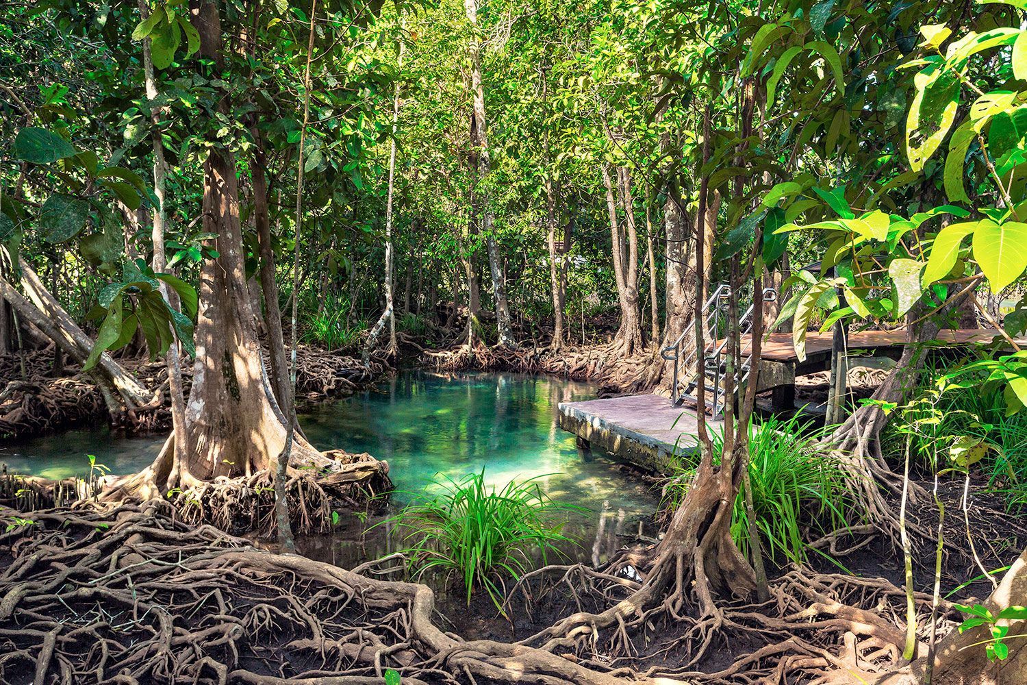 Una chiara piscina naturale turchese in una foresta di mangrovie illuminata dal sole, con radici di alberi aggrovigliate e una piccola piattaforma di legno a bordo acqua.