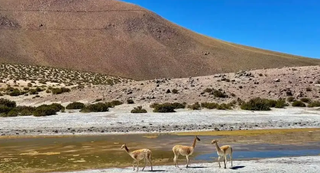 Tre vigogne si ergono accanto a uno specchio d'acqua poco profondo, in un paesaggio arido e roccioso, con una grande collina brulla sullo sfondo.