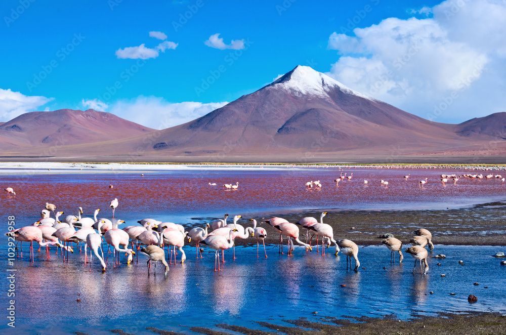 Uno stormo di fenicotteri si nutre in una laguna poco profonda, con una montagna innevata che si erge maestosa sullo sfondo sotto un cielo azzurro.