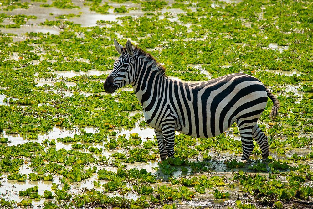 Una zebra si trova in uno specchio d'acqua poco profondo, pieno di piante acquatiche di un verde brillante.