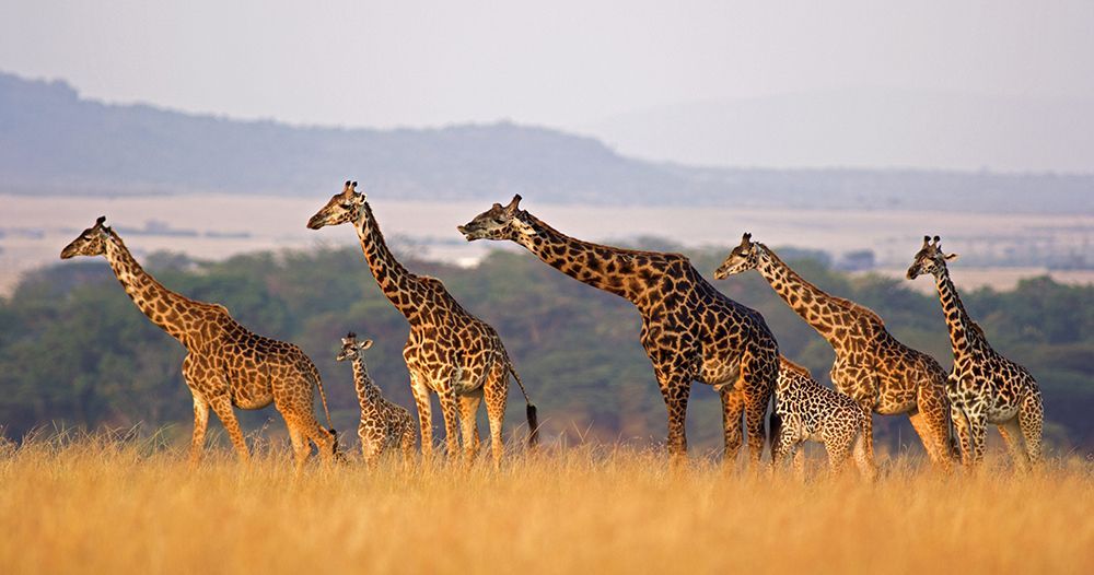 Una mandria di giraffe con i loro cuccioli che camminano in fila attraverso l'erba alta e dorata in una savana.