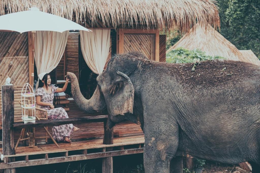 Una donna siede sul portico di legno di una capanna con tetto di paglia, allungando la mano per toccare la proboscide di un elefante in piedi accanto a lei.