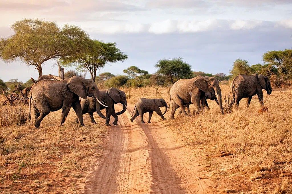Una famiglia di elefanti con un cucciolo cammina in fila attraverso una strada sterrata in una savana erbosa.