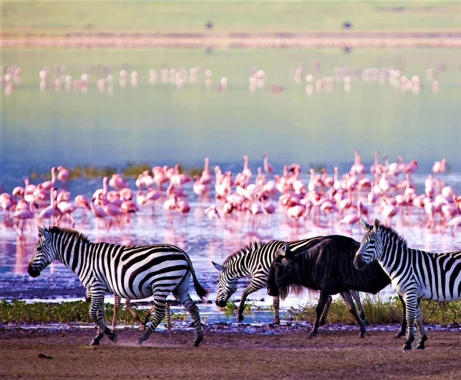 Due zebre e uno gnu camminano lungo la riva fangosa di un lago, con un grande stormo di fenicotteri rosa che si staglia nell'acqua dietro di loro.