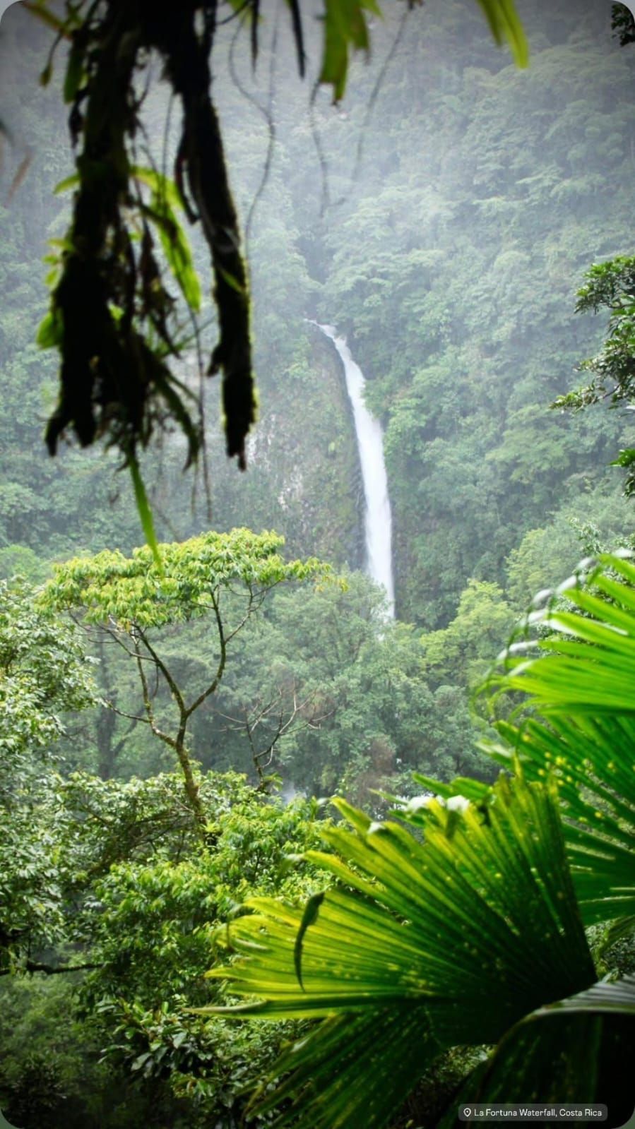 Una cascata alta e sottile precipita da una rupe distante, vista attraverso il lussureggiante fogliame verde di una foresta pluviale nebbiosa.