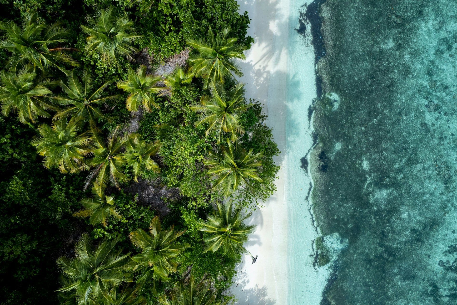 Vista aerea dall'alto di una costa tropicale, con lussureggianti palme verdi che costeggiano una spiaggia di sabbia bianca e acqua cristallina turchese.