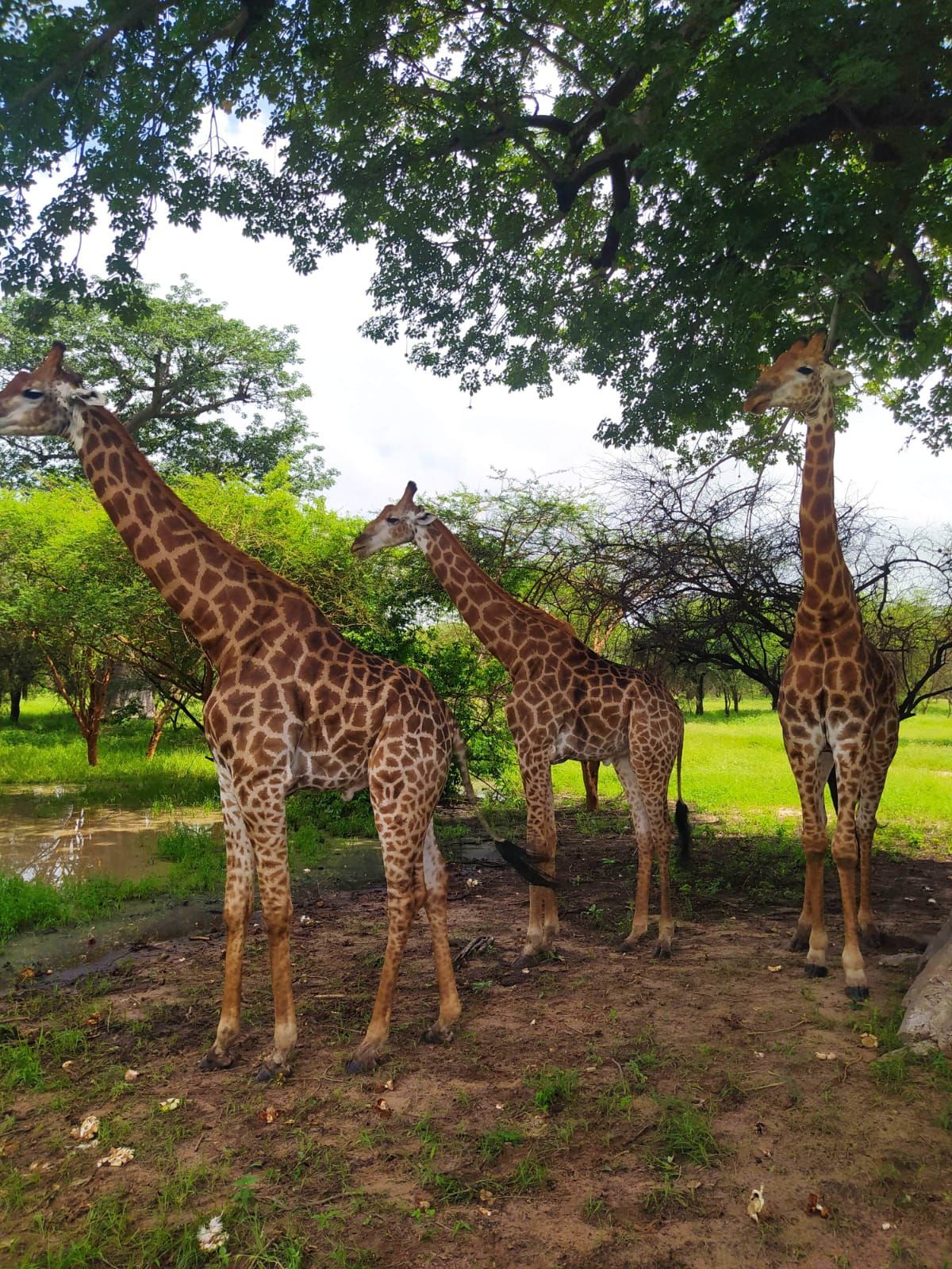 Tres jirafas se resguardan bajo la sombra de grandes árboles verdes en un hábitat natural y herboso.