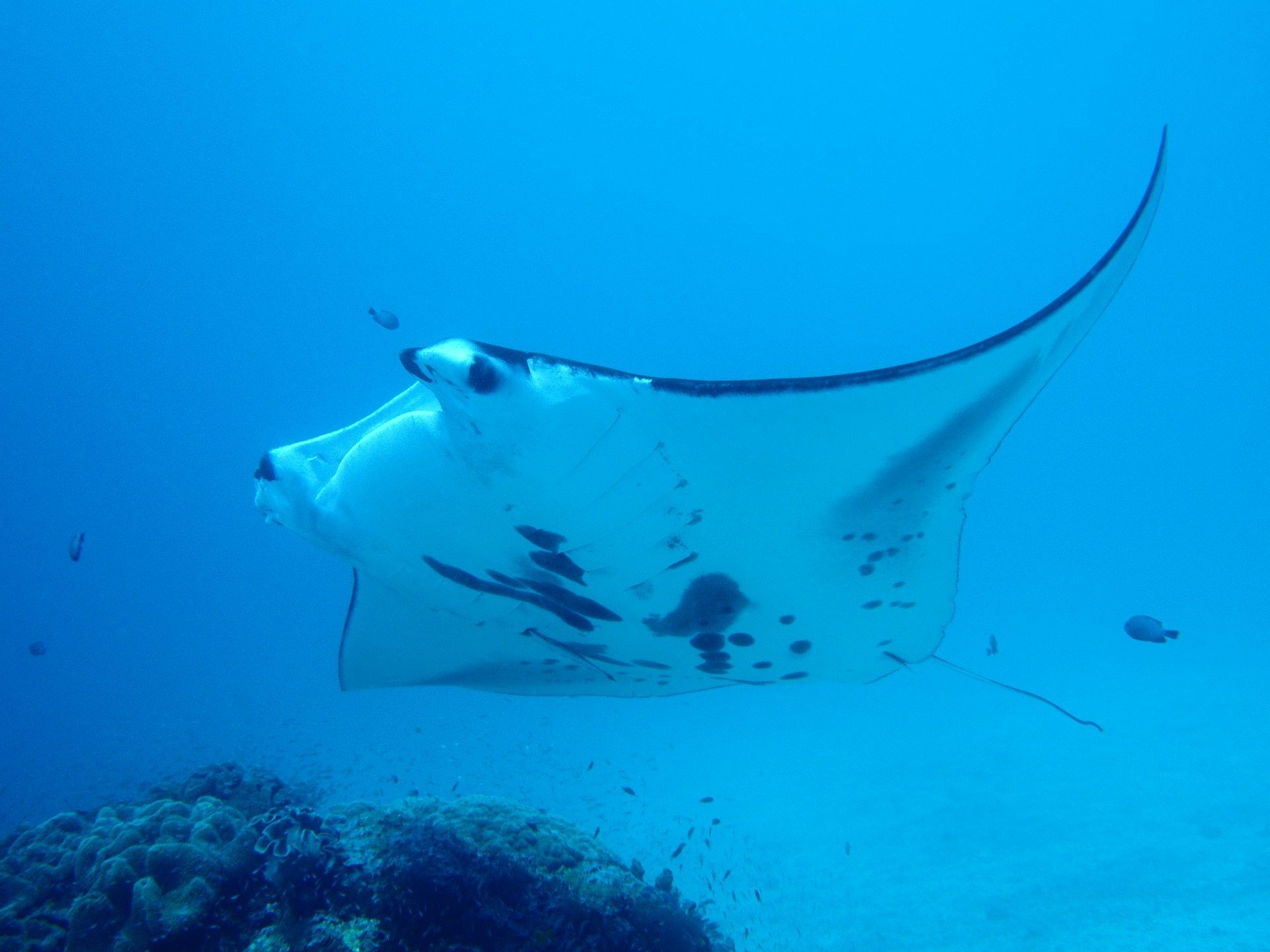 Una ripresa subacquea di una grande manta dal ventre bianco che nuota con grazia su una barriera corallina in acque blu limpide.