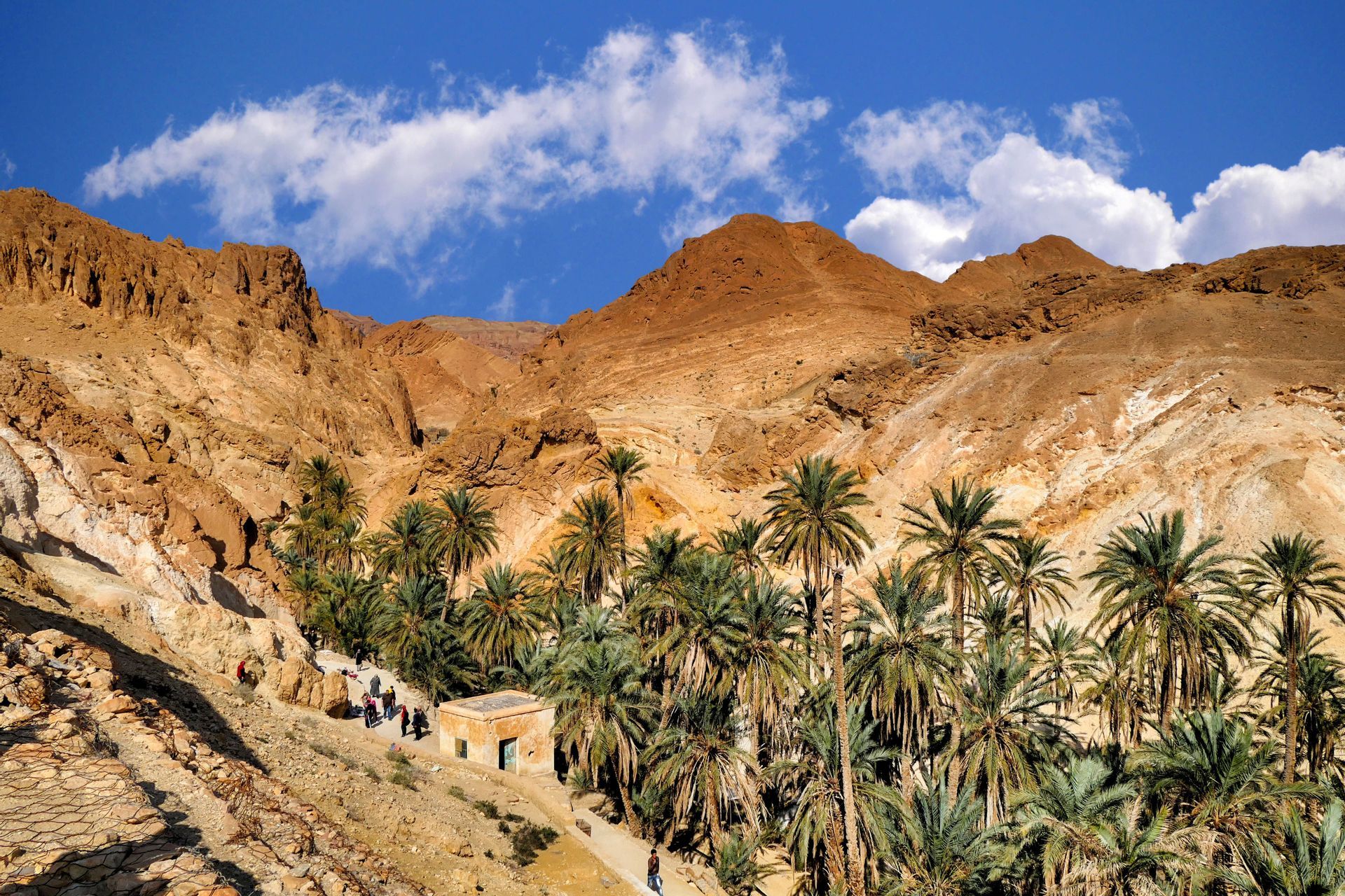 Un viaggio di gruppo WeRoad a piedi attraverso una lussureggiante oasi di palme incastonata in un canyon nel deserto sotto un cielo blu.