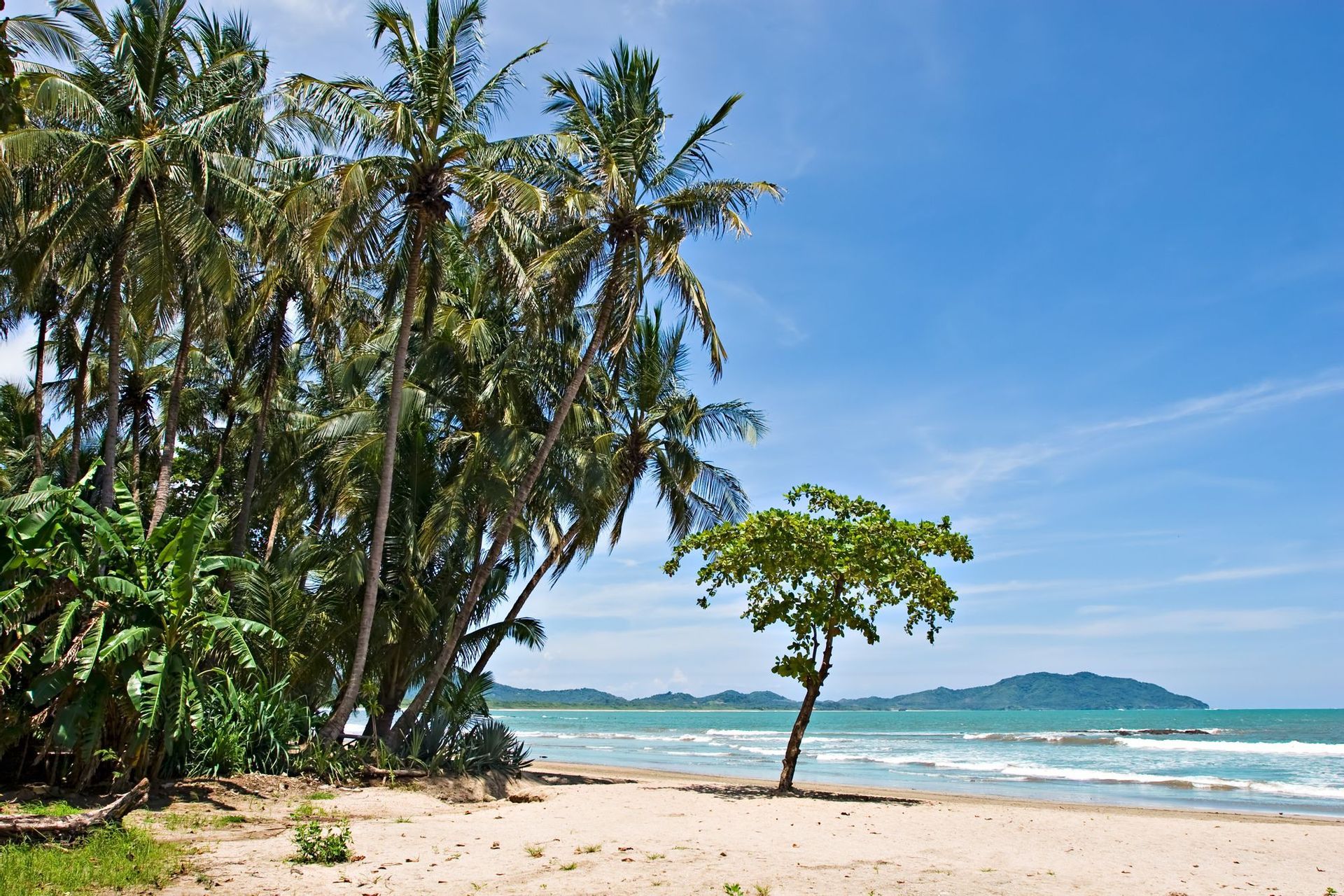 Hohe Palmen und ein kleinerer grüner Baum stehen an einem Sandstrand am Meer, mit fernen Hügeln unter klarem blauem Himmel.