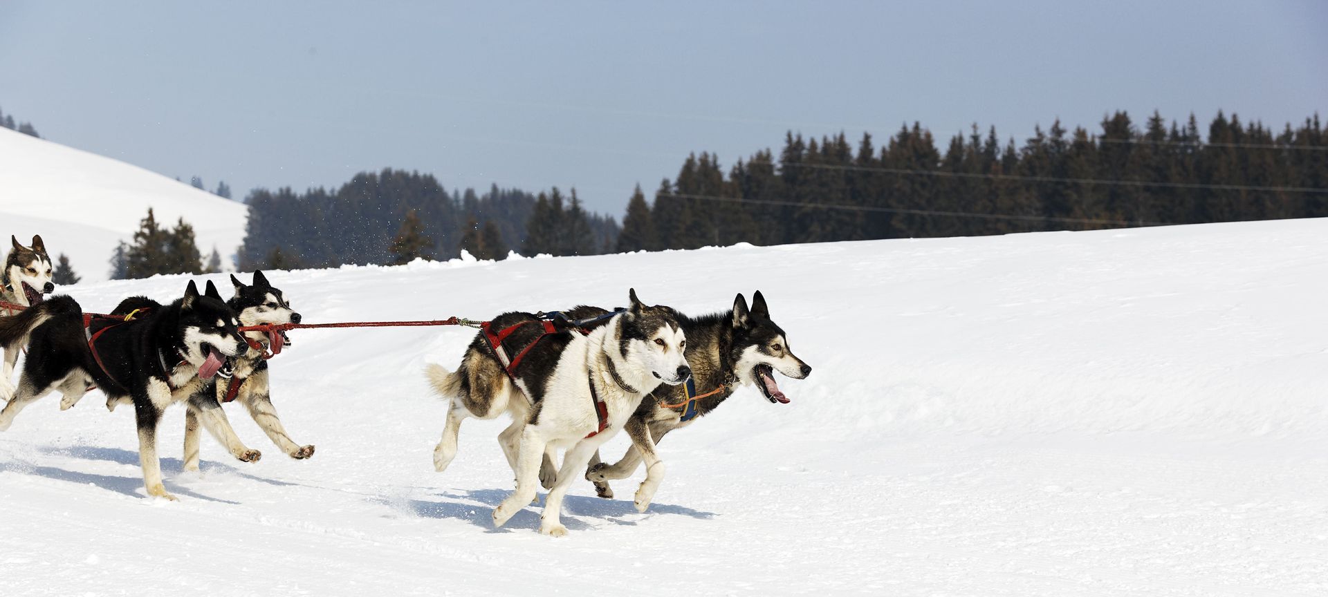 Una squadra di cani husky da slitta bardati corre unita attraverso un paesaggio innevato con una foresta sullo sfondo.