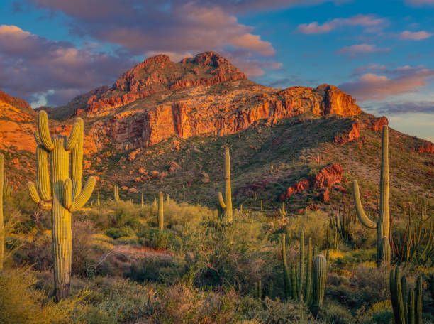 I cactus saguaro si ergono in un paesaggio desertico con una grande montagna rocciosa illuminata dalla luce dorata del tramonto.