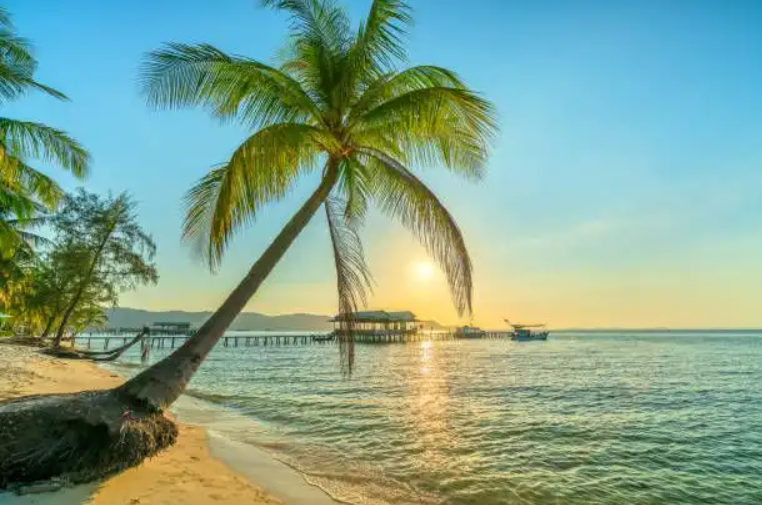 Una palma si sporge su una spiaggia sabbiosa verso l'oceano, con un pontile visibile sullo sfondo al tramonto.