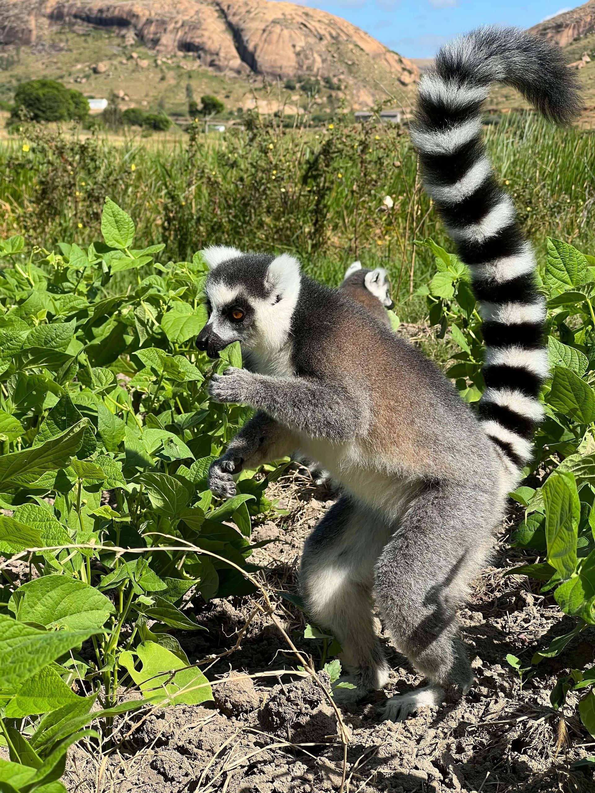 Un lemure dalla coda ad anelli adulto con un cucciolo sulla schiena sta in piedi sul terreno e mangia una foglia verde da un cespuglio in un campo soleggiato.