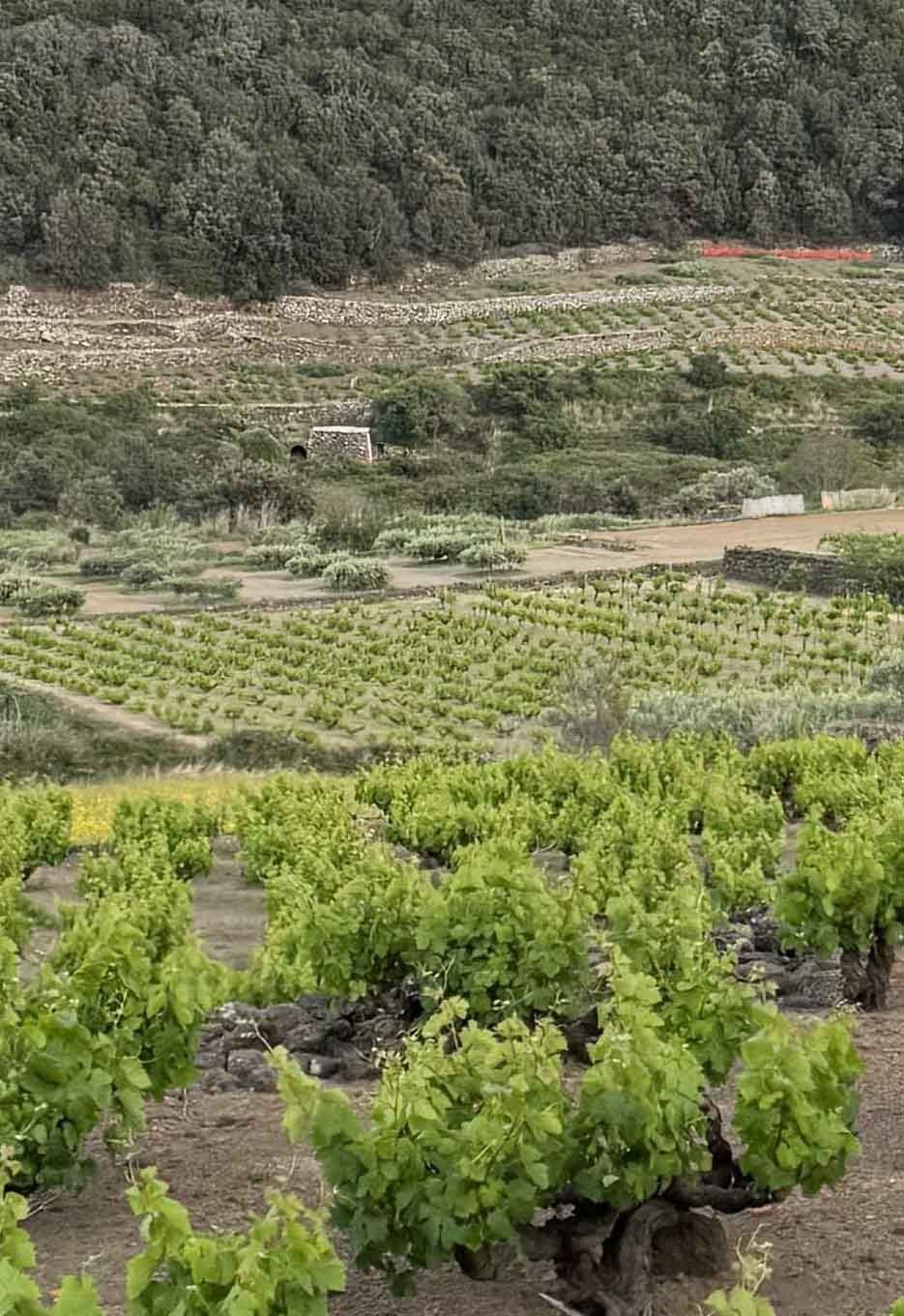 Viti verdi con tronchi spessi che crescono in filari su campi terrazzati, con una collina boscosa sullo sfondo.