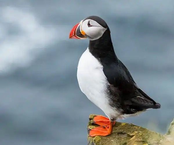 Primo piano di una pulcinella di mare atlantica con becco colorato, su una sporgenza rocciosa e sfondo marino sfocato.