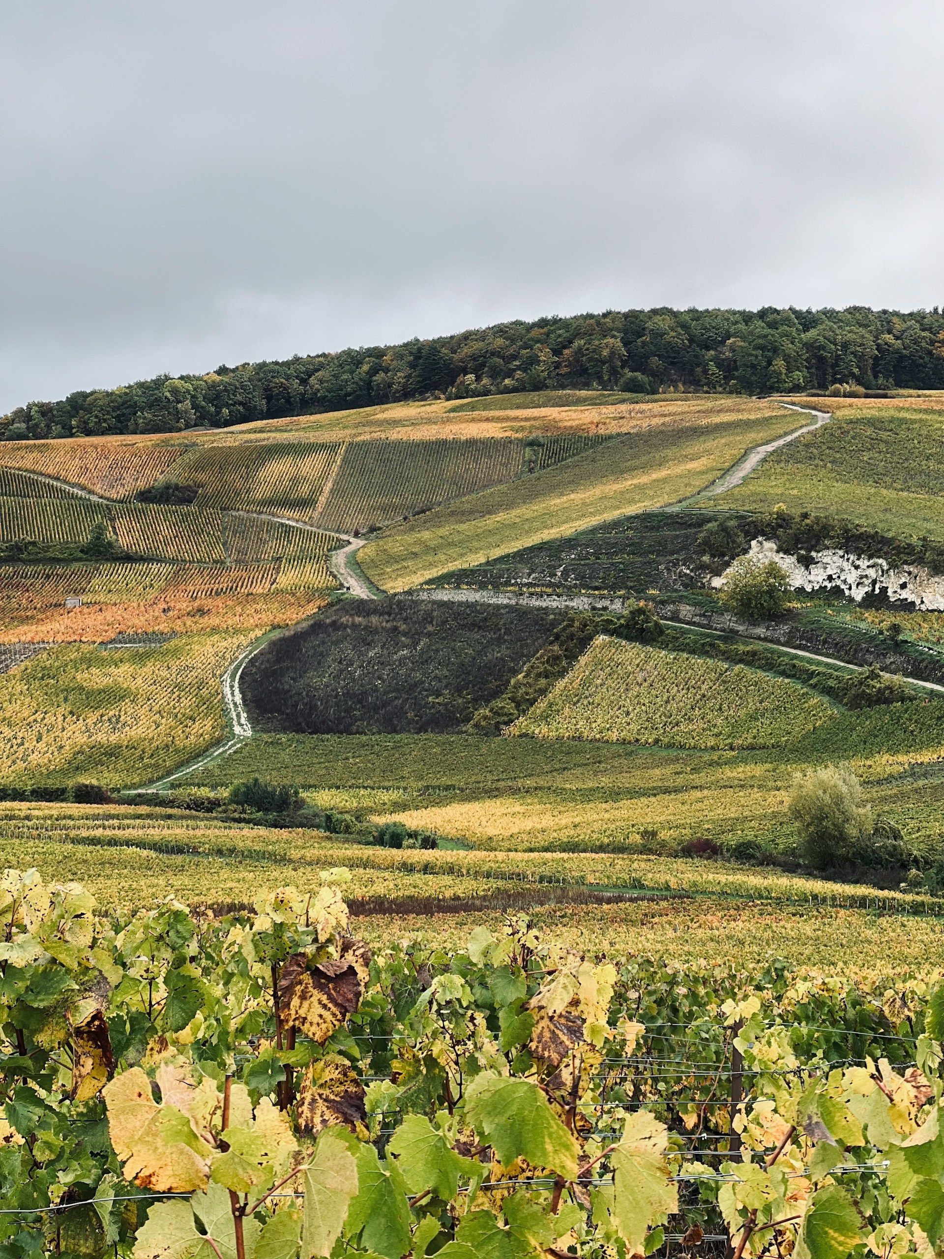 Dolci colline coperte di vigneti, con il foliage autunnale e sentieri sterrati tortuosi sotto un cielo coperto.