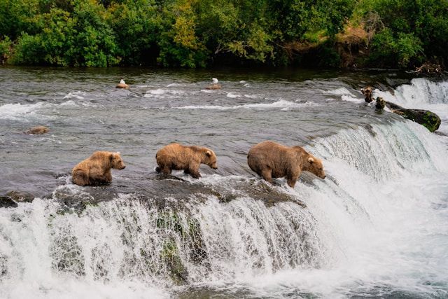 Three brown bears walk in a single file line along the rocky edge of a waterfall in a river.