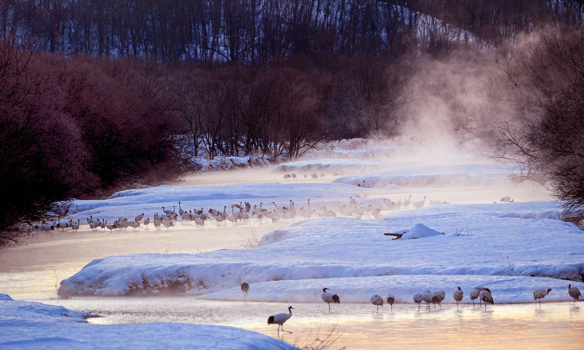 Uno stormo di gru giapponesi guada in un fiume nebbioso durante l'inverno, circondato da sponde e alberi innevati.