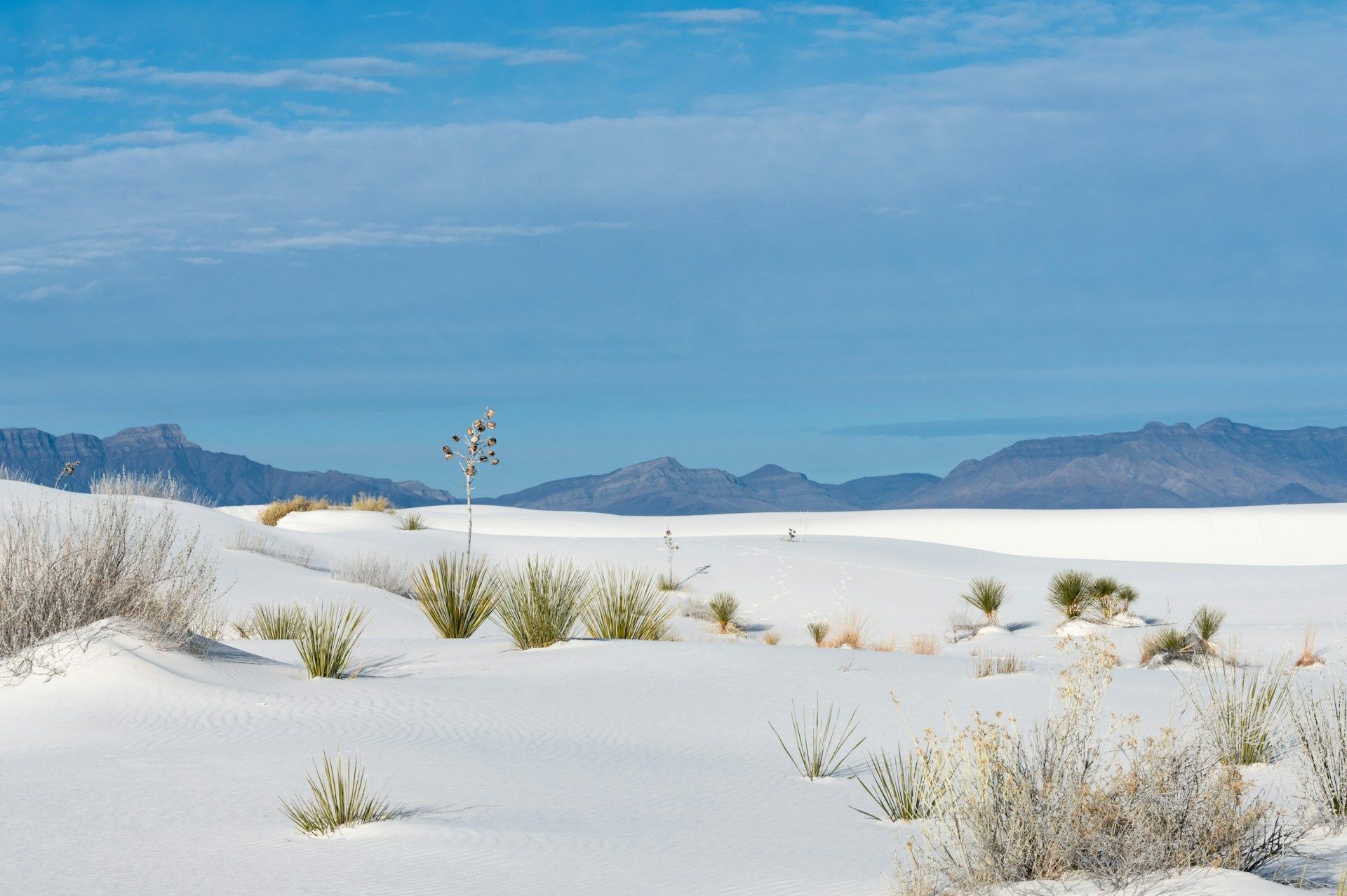Un paesaggio di dolci dune di sabbia bianca punteggiate da piante di yucca e rada macchia, con una catena montuosa in lontananza sotto un cielo azzurro.